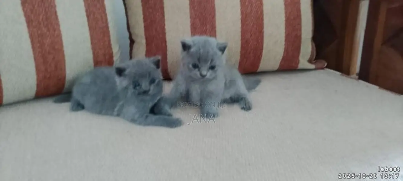 British Shorthair Cat