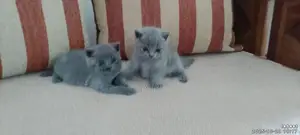 British Shorthair Cat