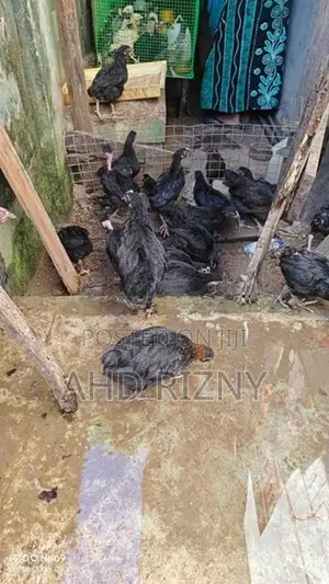 நாட்டுக்கோழி
