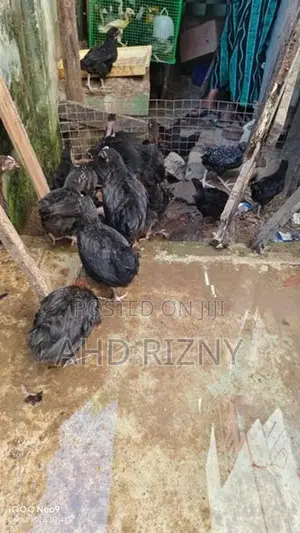 நாட்டுக்கோழி