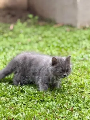 Persian Cat