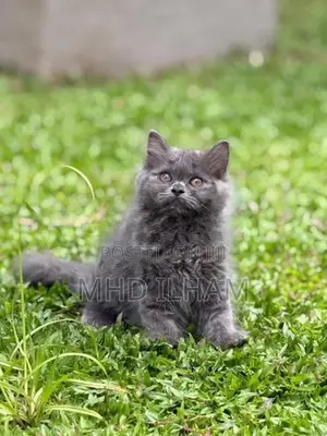 Persian Cat