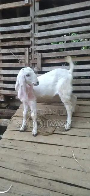 එළුවන්