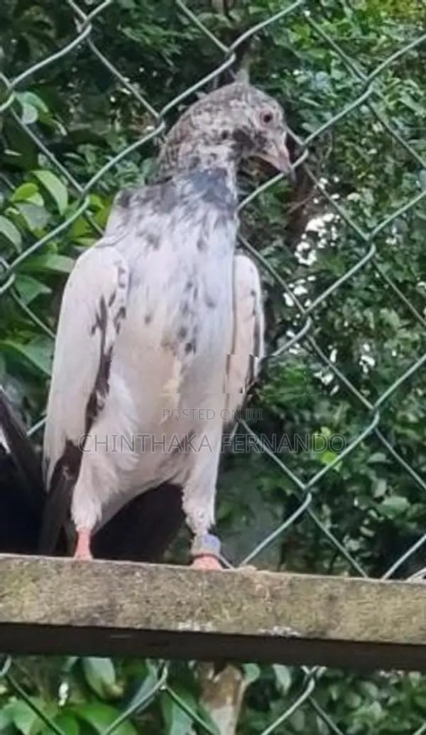 Pigeons