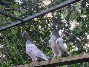 Pigeons