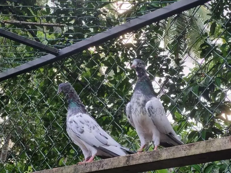 Pigeons