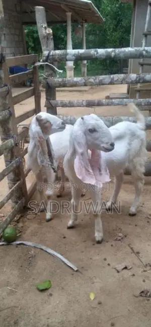 එළුවන්
