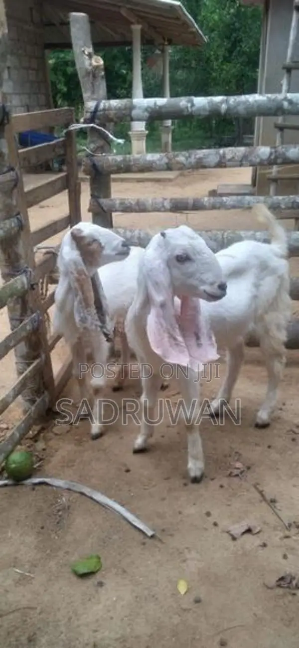 එළුවන්