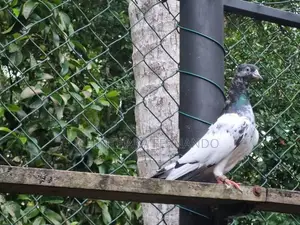 Pigeons