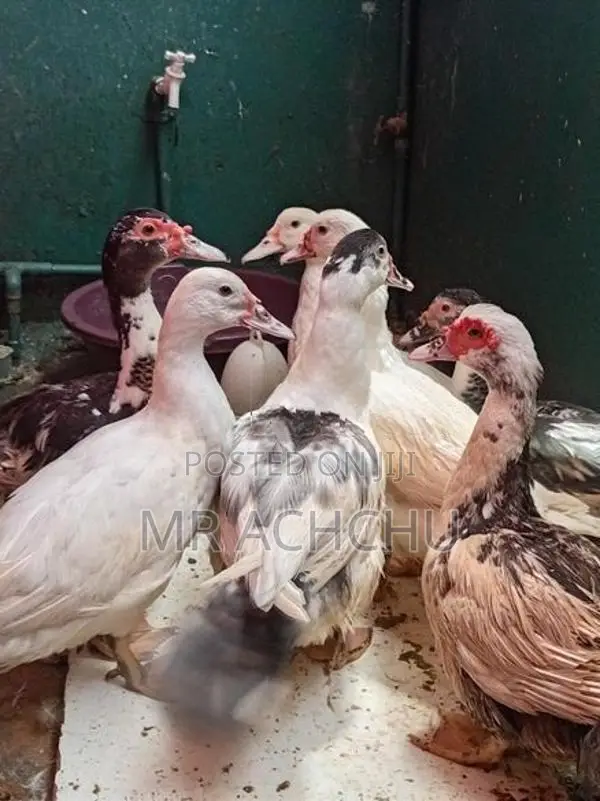 Ducks
