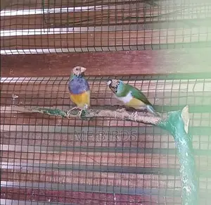 Gouldian Finches