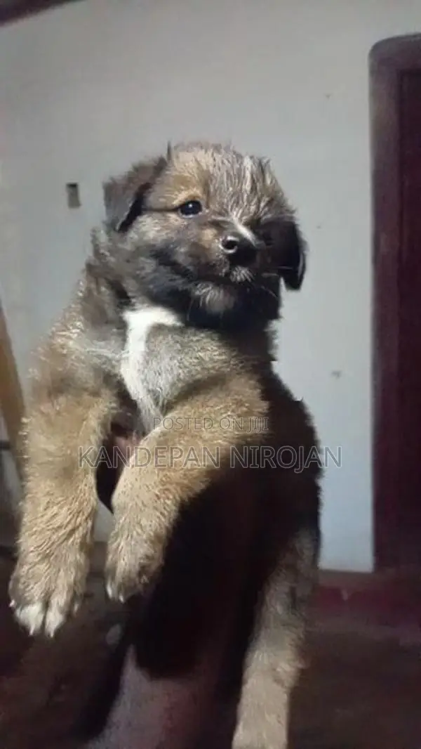 Lion Pomeranian Puppies