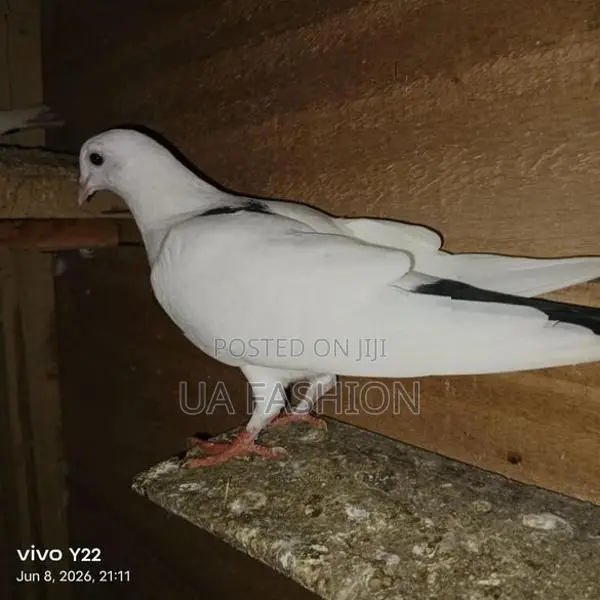 Pigeon