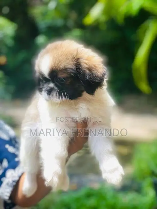 Shitzu ( Troso) Puppy