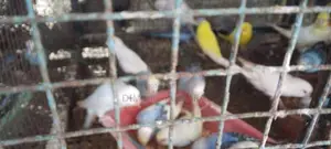 Love Birds