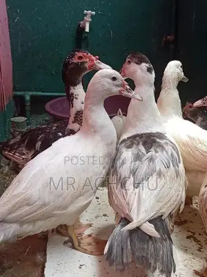 Ducks