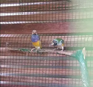 Gouldian Finches