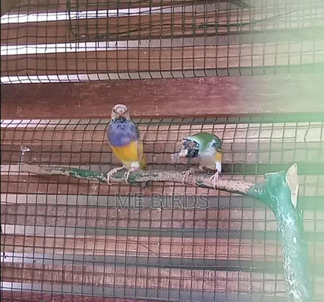 Gouldian Finches
