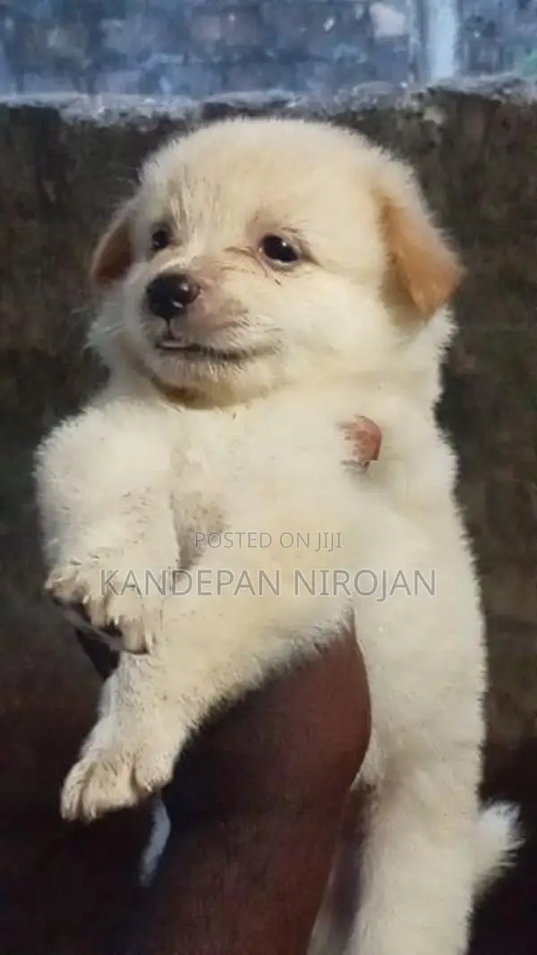 Lion Pomeranian Puppies