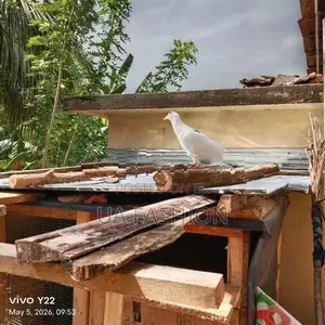 Pigeon