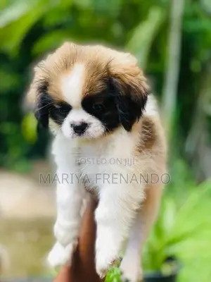 Shitzu ( Troso) Puppy