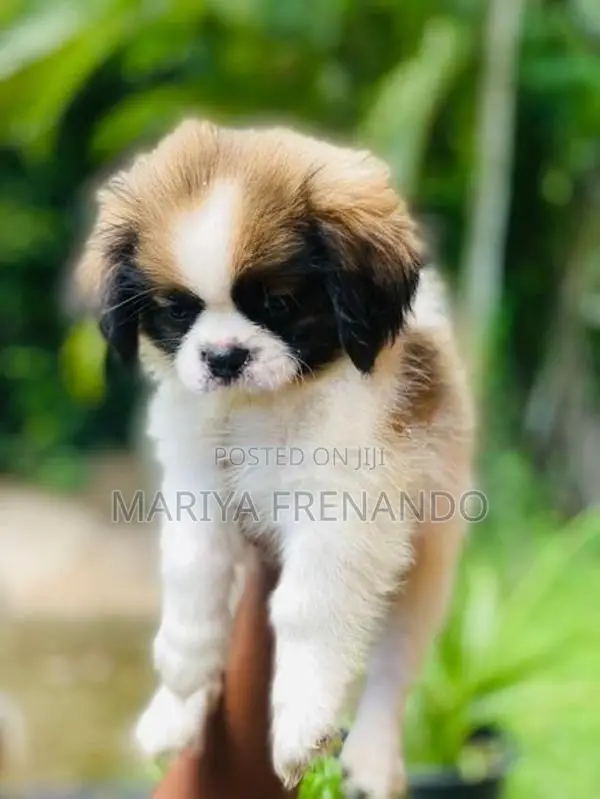Shitzu ( Troso) Puppy