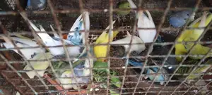 Love Birds
