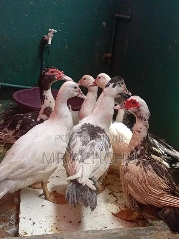 Ducks