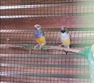 Gouldian Finches