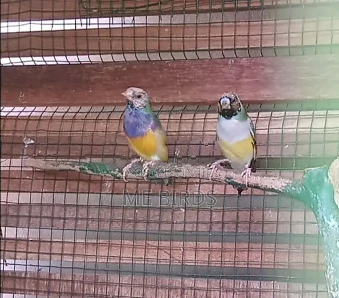 Gouldian Finches