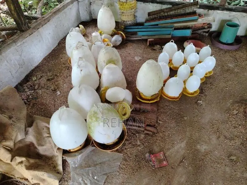 Kukul Bajana Lot