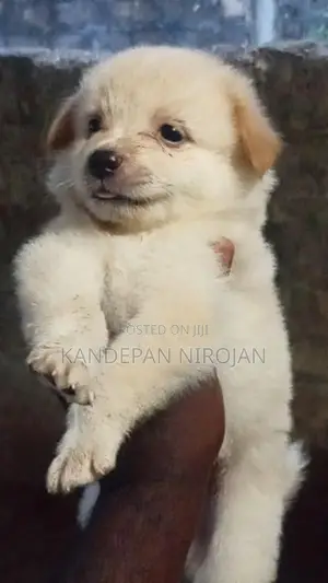 Lion Pomeranian Puppies