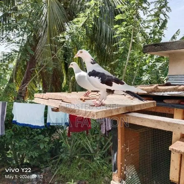 Pigeon