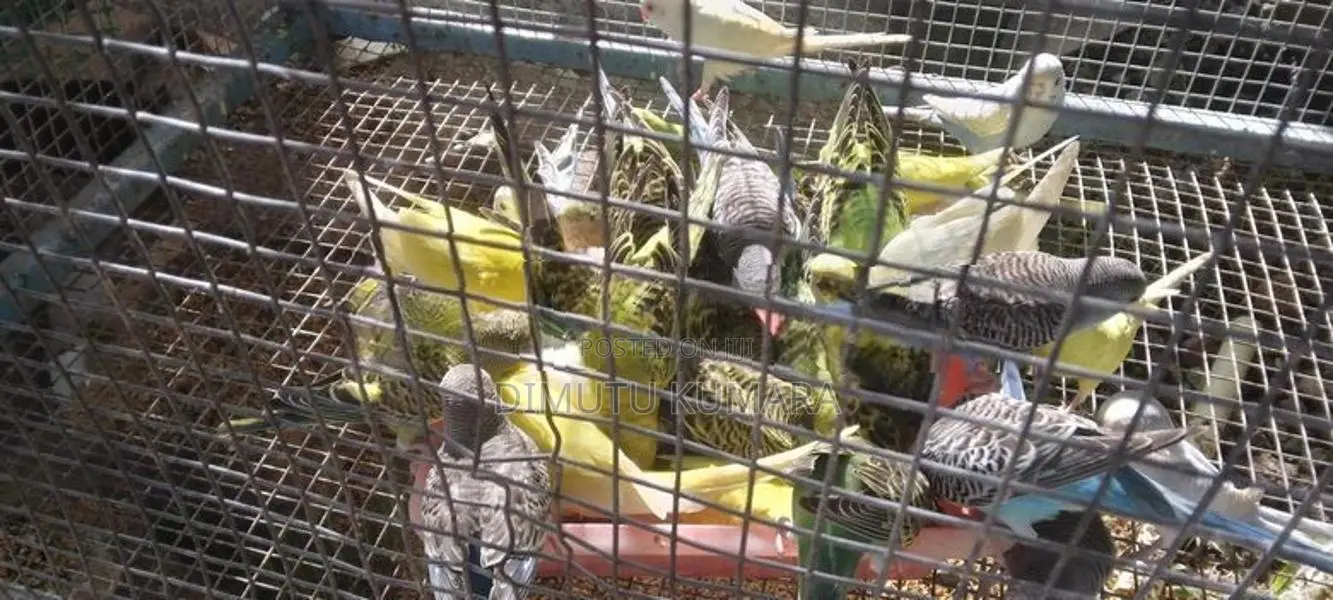 Love Birds