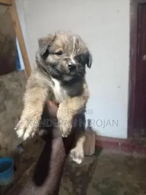 Lion Pomeranian Puppies