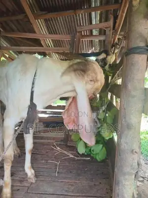 යමුනා පාරි එළුවෙකු
