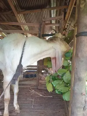 යමුනා පාරි එළුවෙකු