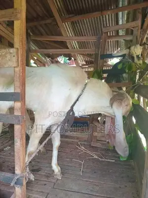 යමුනා පාරි එළුවෙකු