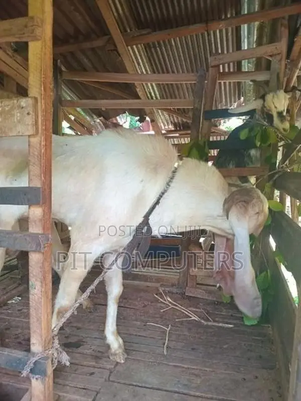 යමුනා පාරි එළුවෙකු