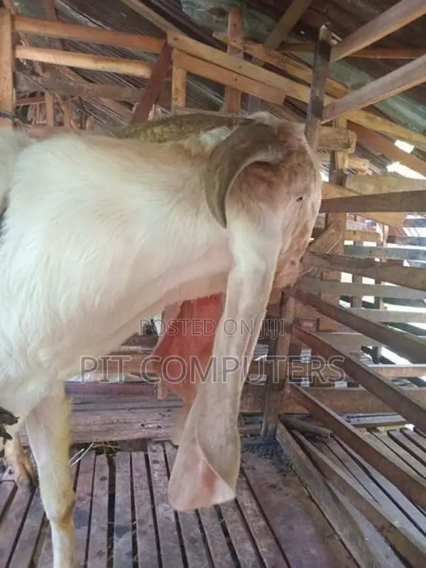 යමුනා පාරි එළුවෙකු