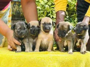 German Shepherd Cross Puppies