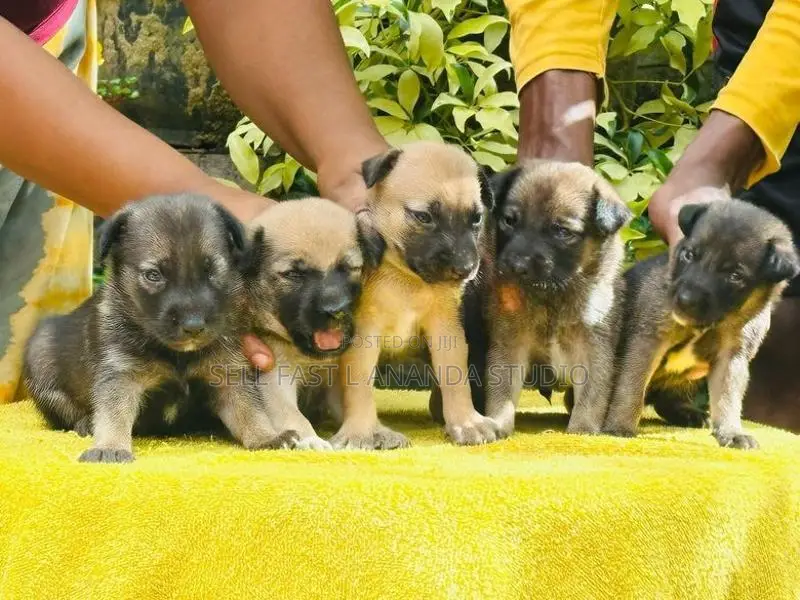 German Shepherd crossed Puppy | Dog