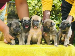 German Shepherd Cross Puppies