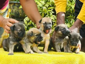 German Shepherd crossed Puppy | Dog