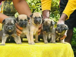 German Shepherd crossed Puppy | Dog