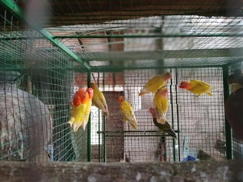 African Lovebirds