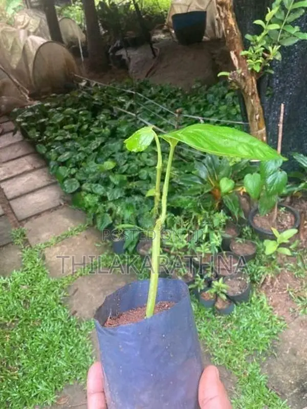 Bulath pala බුලත් පැල