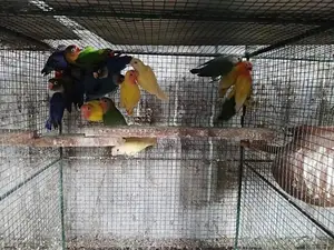 African Lovebirds