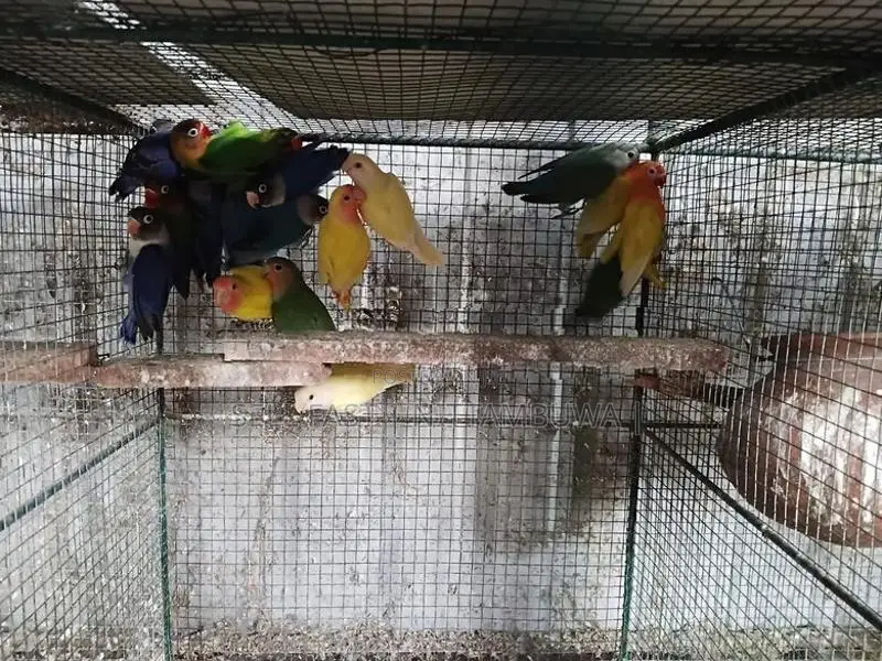 African Lovebirds