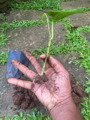 Bulath pala බුලත් පැල